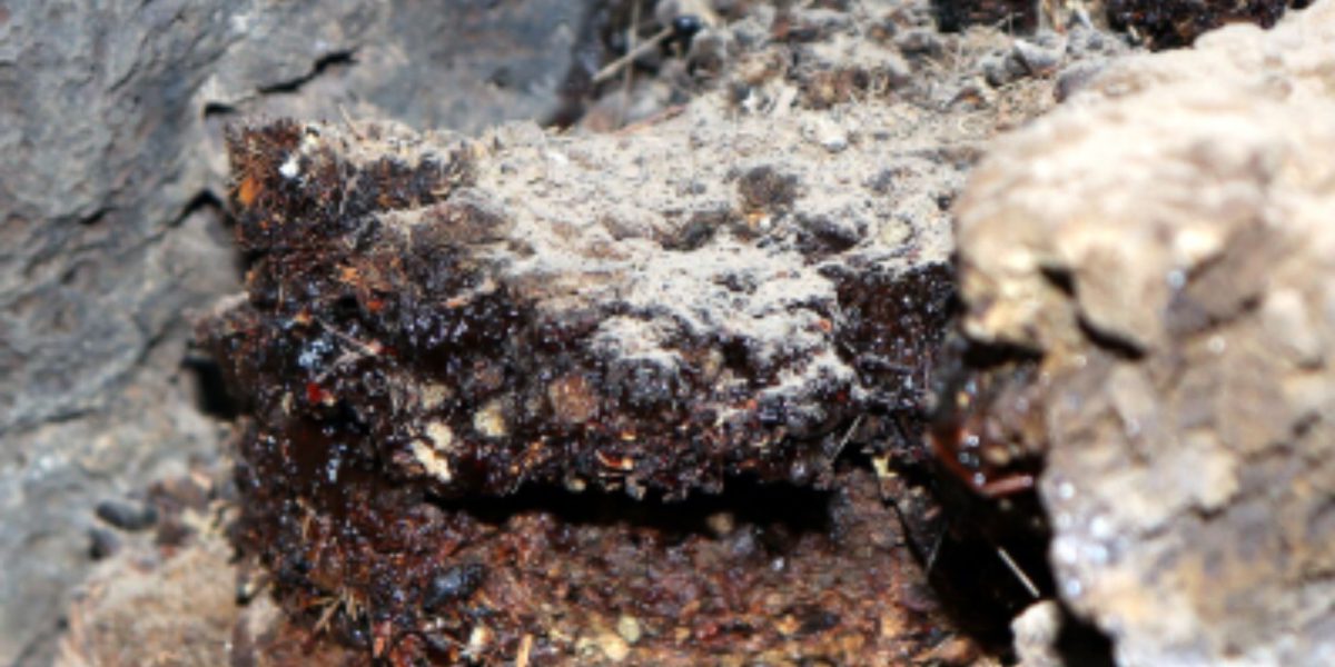 African-Shilajit