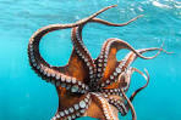 Global-Octopus-Market