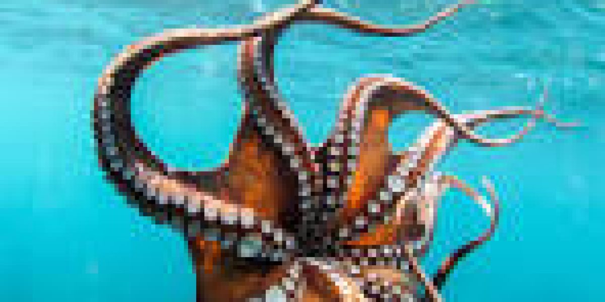 Global-Octopus-Market