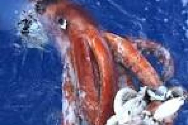 Global-Squid-Market