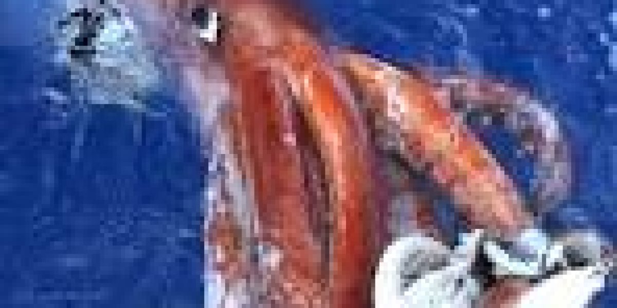 Global-Squid-Market