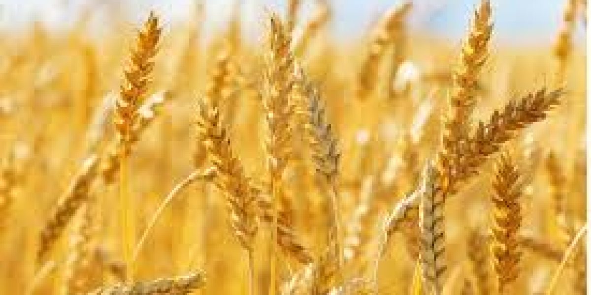 Global-Wheat-Market