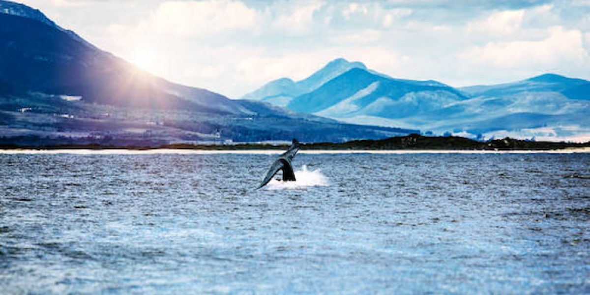 Whale-Watching-at-Hermanus-1