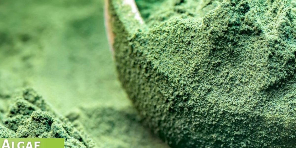 algae