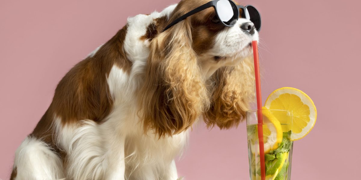 beautiful-pet-portrait-dog-with-juice