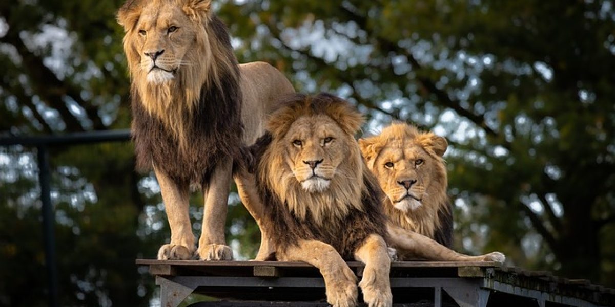 lion-4581841_640