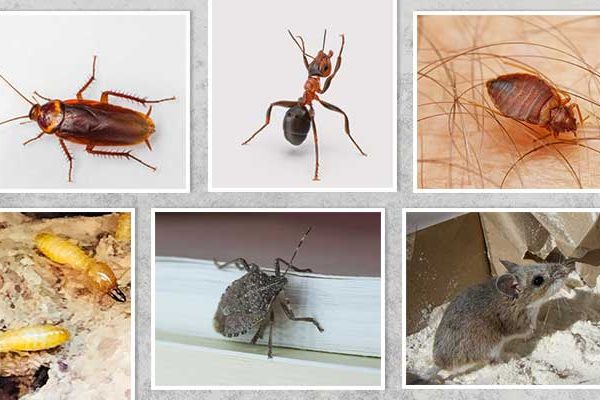 pest-control-in-scottsdale-az